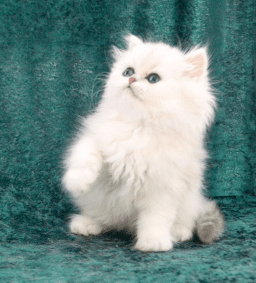 Small Cute White Cat
