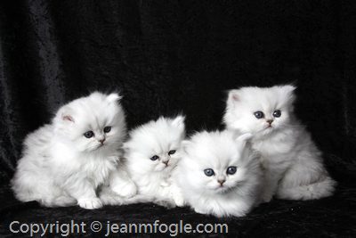 Four Kittens